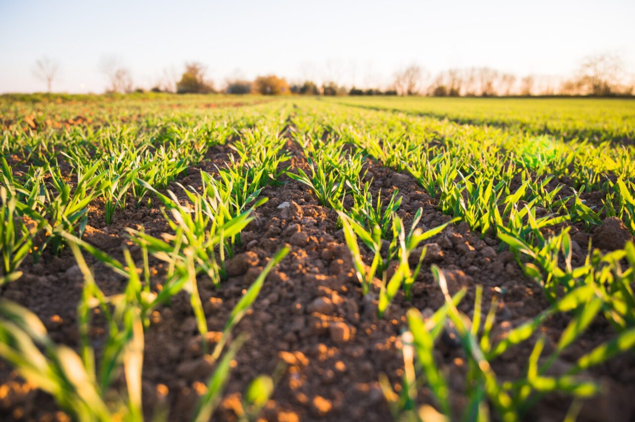 What is Organic Agricultural Act?