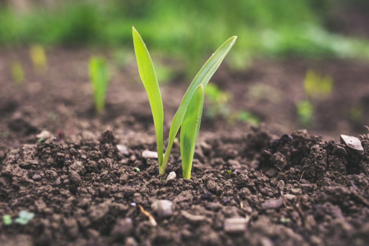 Application for Agricultural Free Patents