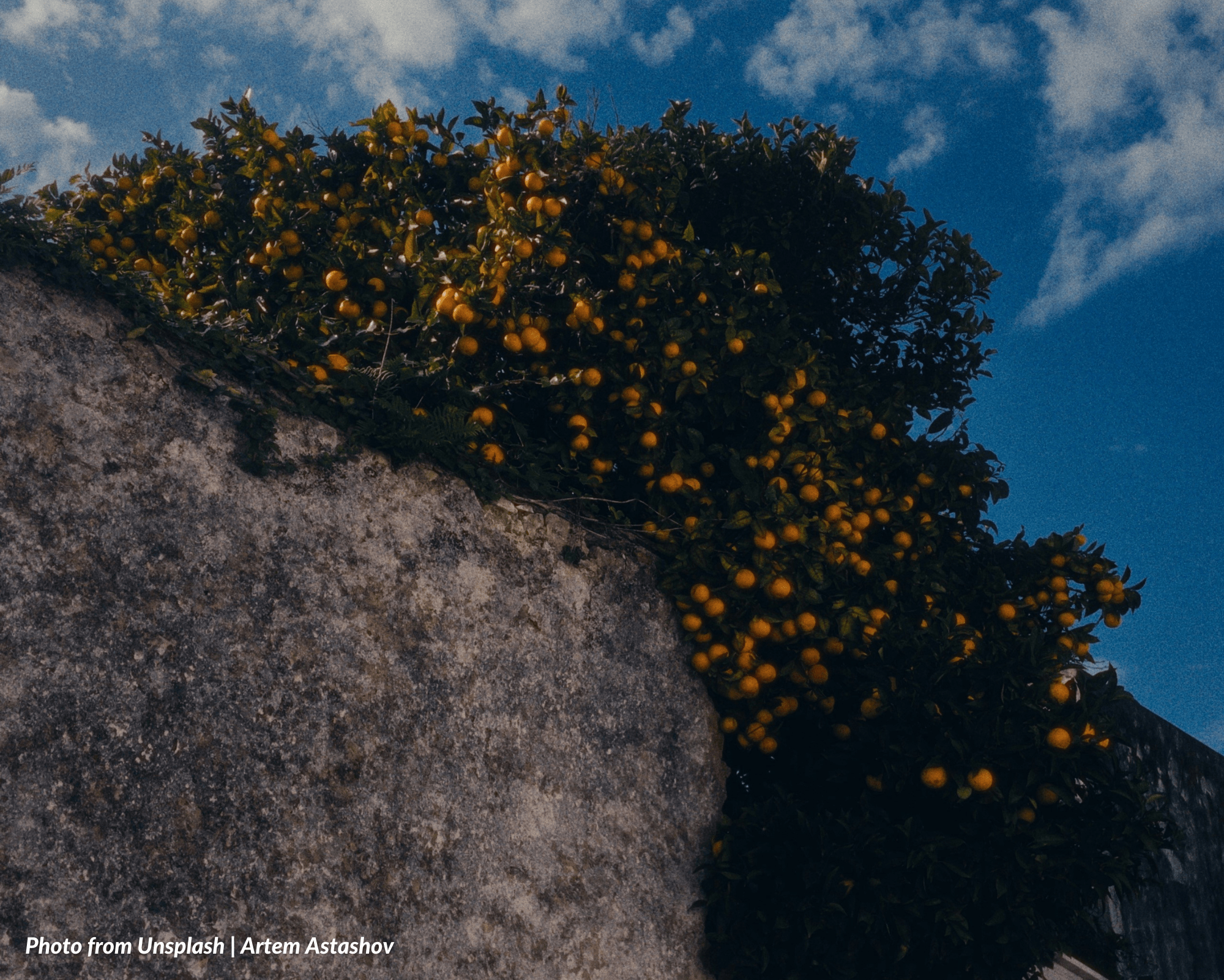 WHO OWNS THE FRUITS NATURALLY FALLING UPON AN ADJACENT LAND?