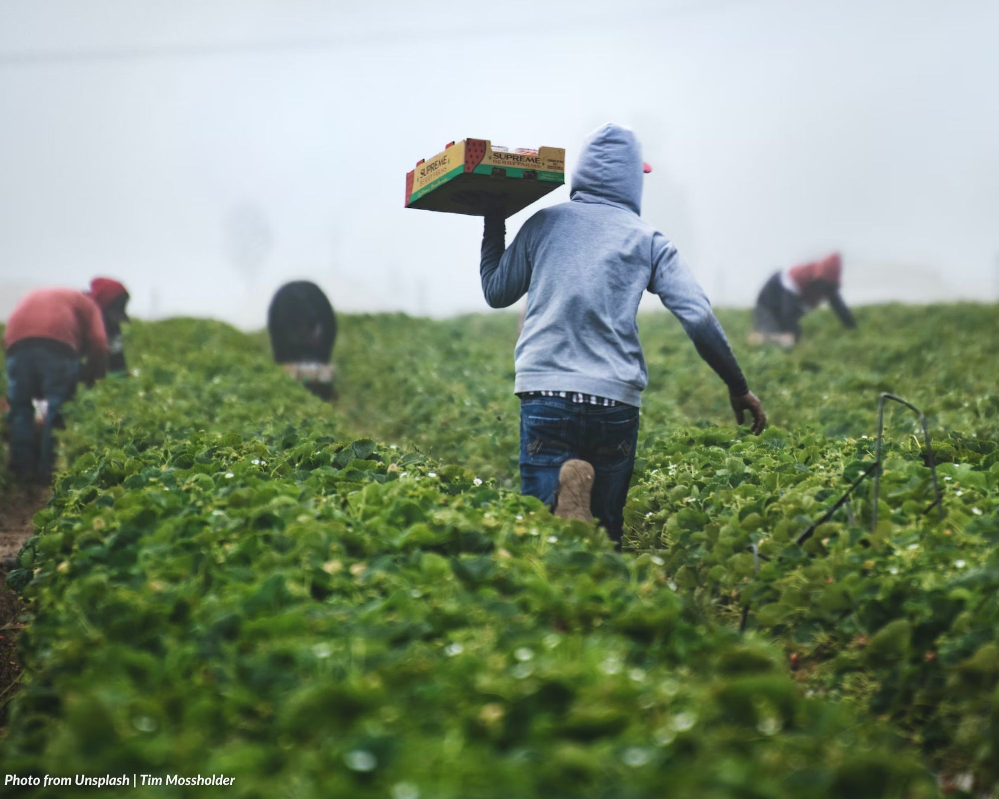 Minimum Wage for the Agricultural Sector in the National Capital Region (and Other Regions)