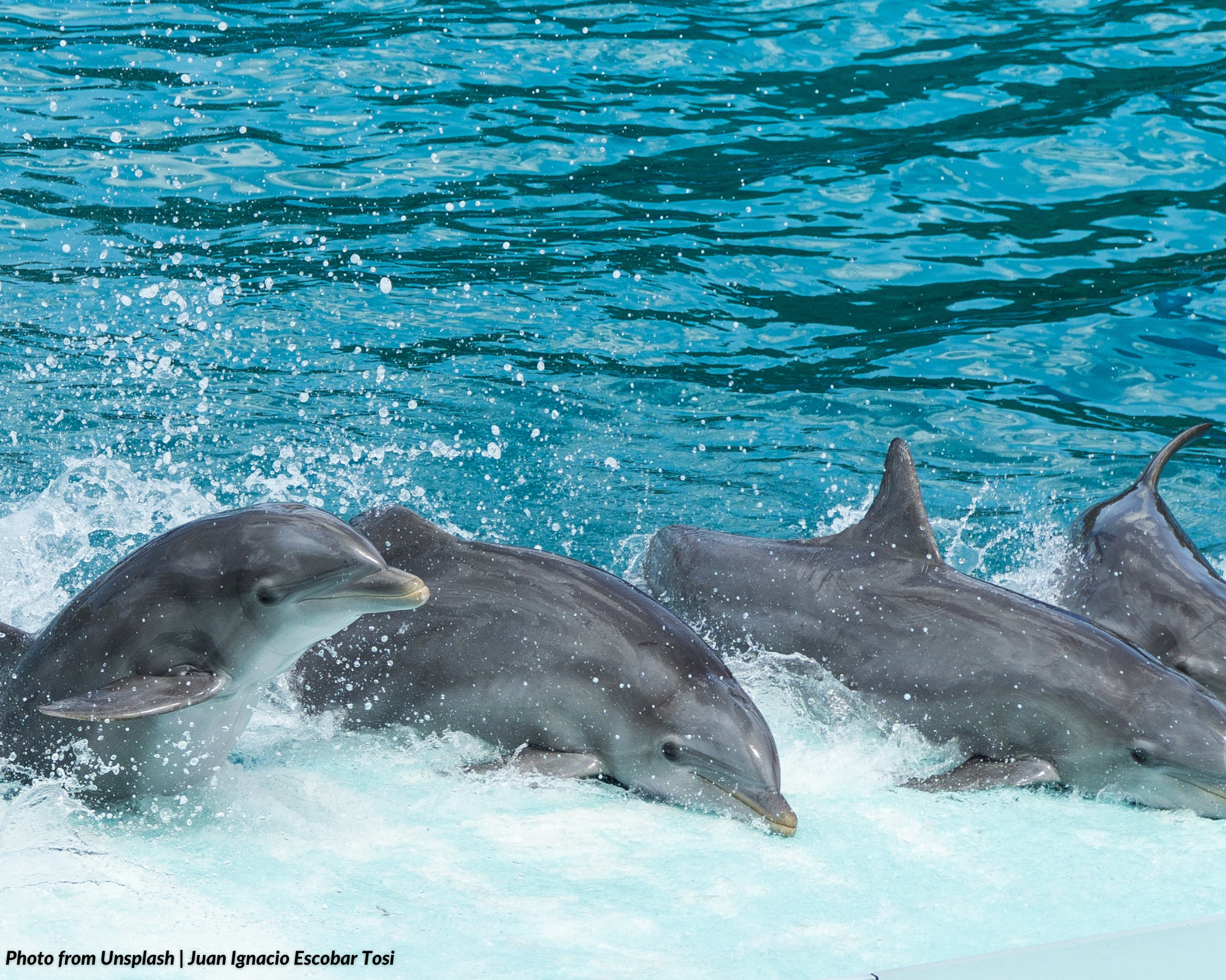 Do dolphins and other resident marine mammals have the legal standing to sue?