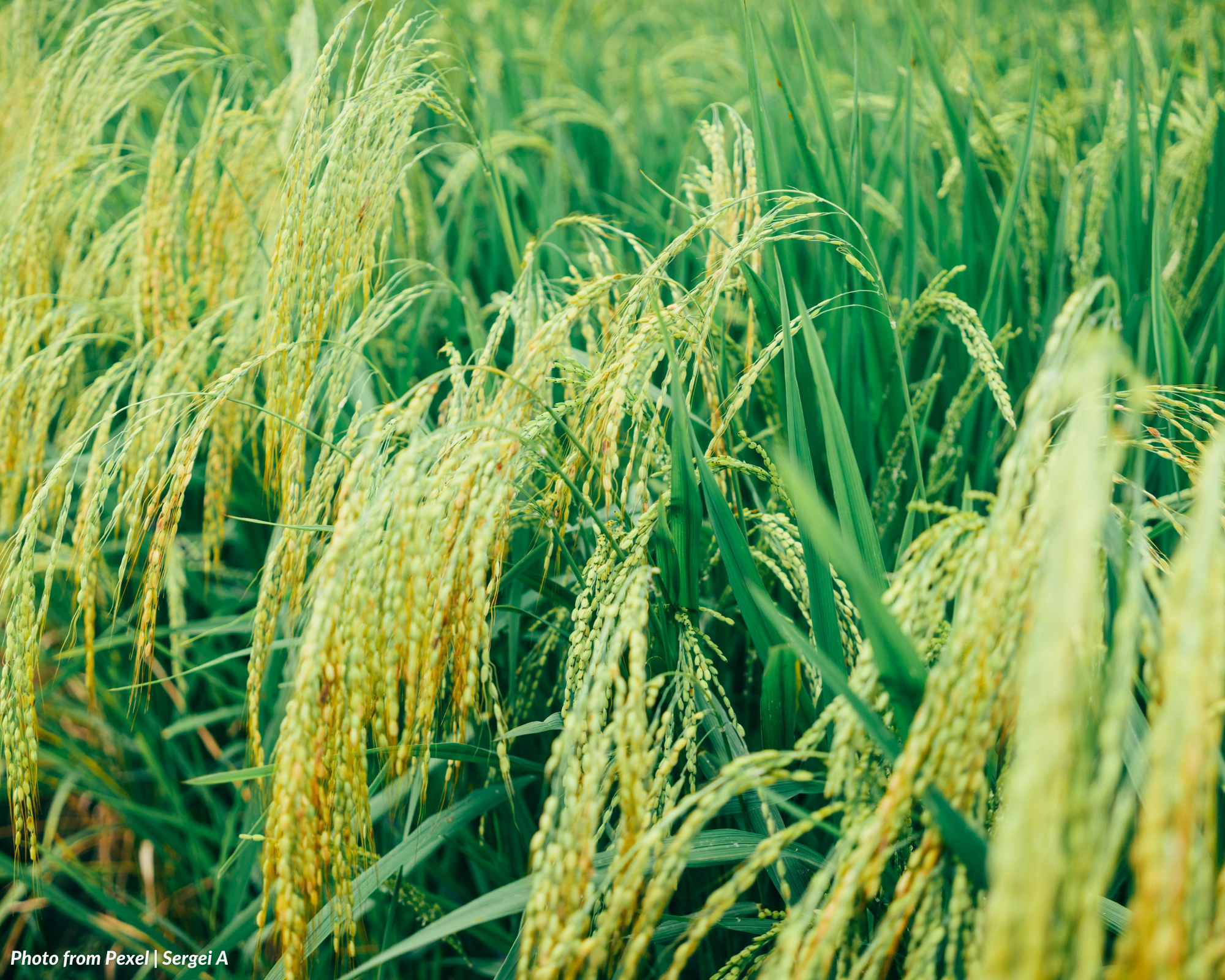 RICE FESTIVAL WEEK (Proclamation No. 279, s. 1956)