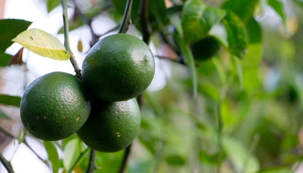 Owner’s Right to the Fruits Produced by His Property