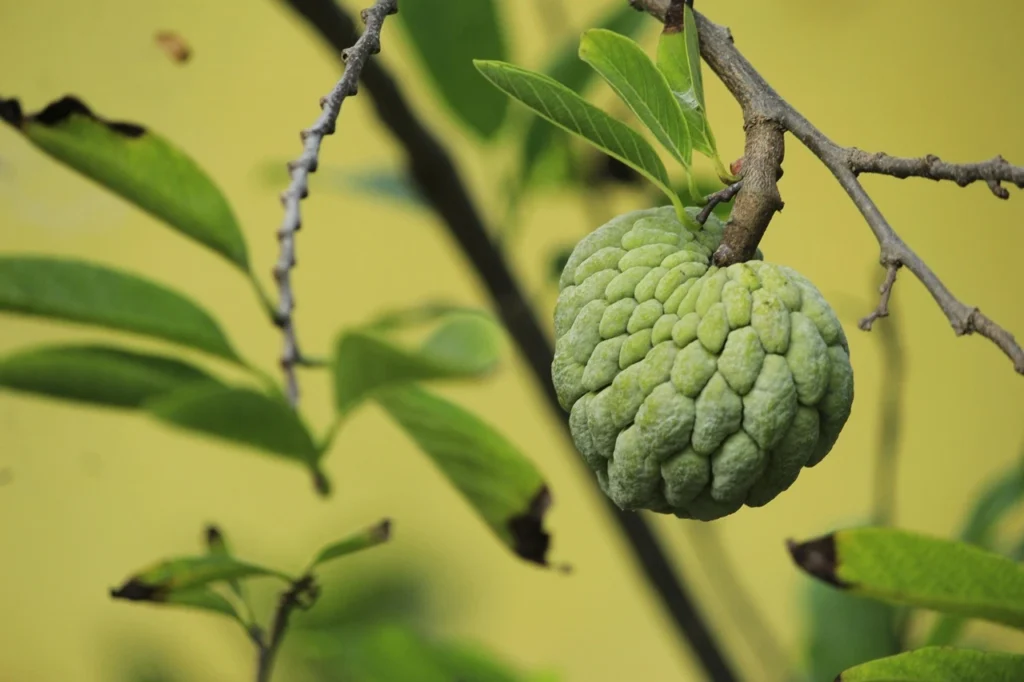 Instances When Owner of Land Does Not Own the Fruits Produced by His Property