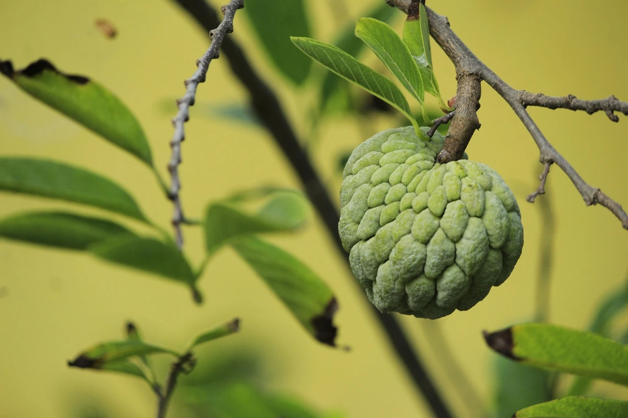 Instances When Owner of Land Does Not Own the Fruits Produced by His Property