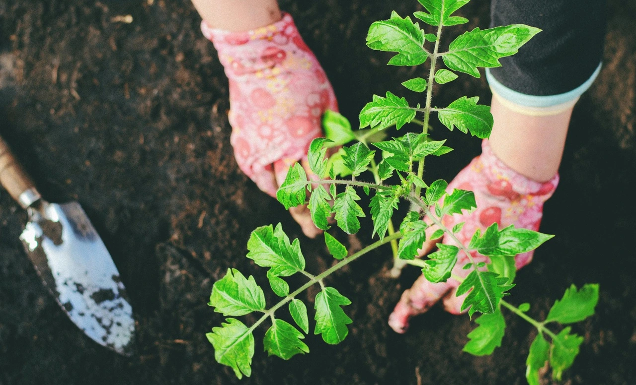 Planting Trees Under Arbor Day Act of the Philippines